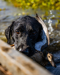 Black Labrador retriever holding blue wing teal duck