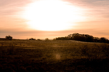 Oklahoma Cow Pasture Sunrise