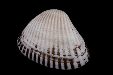 seashell on black