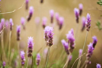 Flowers at sunset rays in the lavender fields in the mountains