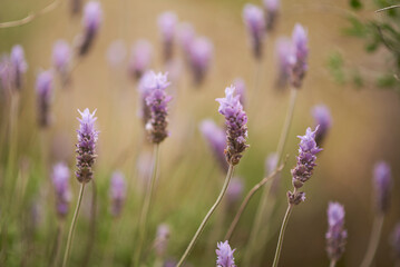Fototapeta premium Beautiful image of lavender over spring sunset landscape.
