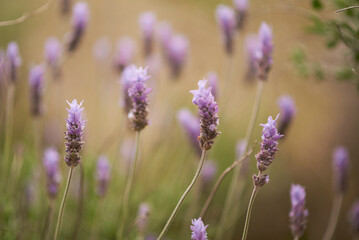 Lavender flowers at sunlight in a soft focus, pastel colors and blur background