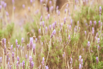 Lavender bushes closeup on sunset. Sunset gleam over purple flowers of lavender