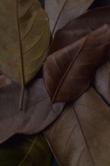 Dry leaf texture against dark background..