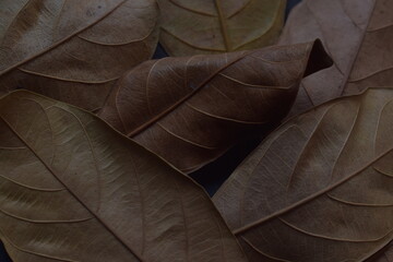 Dry leaf texture against dark background..