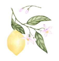 Set of watercolor illustrations of yellow citrus lemon fruits, flowers, green leaves. Hand painted