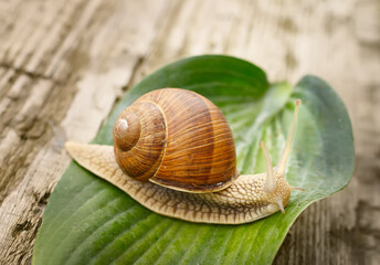 a large snail crawls across the leaf.