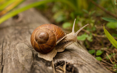 a large snail crawls across the leaf.