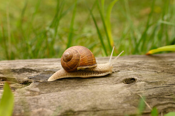 a large snail crawls across the leaf.