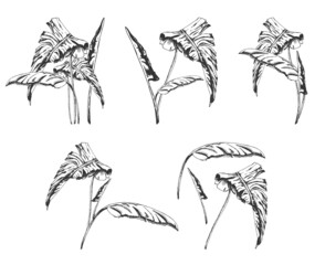 tropical leaves, graphics, set of illustrations tropical leaves, graphics, set of illustrations, black outline, hand drawing, sketches of exotic leaves