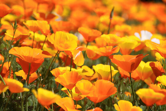 Le pavot d'Islande (ou pavot nudicaule) est un &laquo; pavot fleur &raquo; de la famille des Papav&eacute;rac&eacute;es, qu'on peut qualifier de coquelicot am&eacute;lior&eacute;.