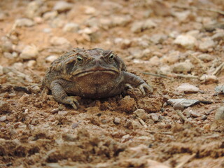 frog on the ground