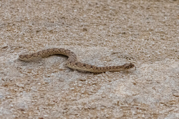 Saharan horned viper, Cerastes cerastes, snake in the sand in the Namib desert
