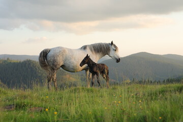 A white female of wild horse gave birth to a young newborn foal horses on a grassy meadow...