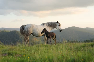 Poster Im Rahmen A white female of wild horse gave birth to a young newborn foal horses on a grassy meadow surrounded by spruce forest at sunset in the Apuseni mountains, Romania © Silviu