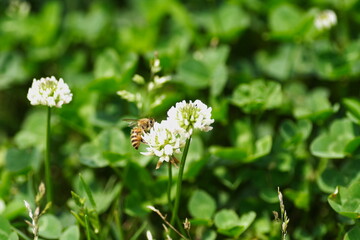 クローバの花にミツバチが蜂蜜を集めに飛んでいる風景
A landscape of bees flying to collect honey on clover flowers.