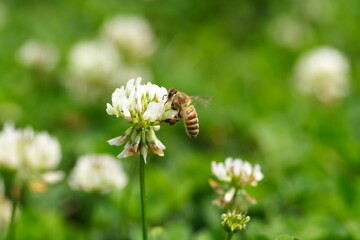 クローバの花にミツバチが蜂蜜を集めに飛んでいる風景
A landscape of bees flying to collect honey on clover flowers.
