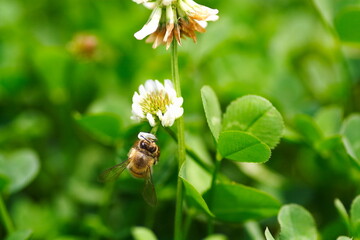 クローバの花にミツバチが蜂蜜を集めに飛んでいる風景
A landscape of bees flying to collect honey on clover flowers.