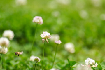 クローバの花にミツバチが蜂蜜を集めに飛んでいる風景
A landscape of bees flying to collect honey on clover flowers.