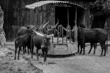 Ankole-Watusi is an African bovine.