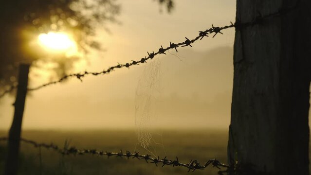 Barbed Wire In Silhouette And Spider'S Web At Sunrise