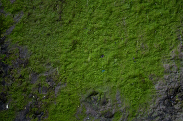 Green moss growing against concrete cement in a very damp area against the  wall after a major rainstorm