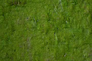 Green moss growing against concrete cement in a very damp area against the  wall after a major...