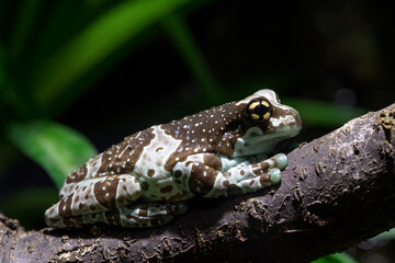 Amazon milk frog - Trachycephalus resinifictrix