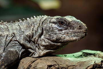 The Utila Iguana on a branch (Ctenosaura bakeri) is a critically endangered lizard species.