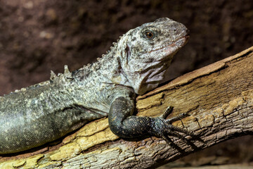 The Utila Iguana on a branch (Ctenosaura bakeri) is a critically endangered lizard species.