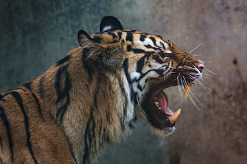 Front view of Sumatran tiger. Portrait of Sumatran tiger (Panthera tigris sumatrae)