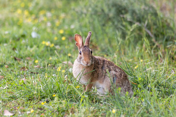 Close shot of a rabbit looking at the viewer direction on a meadow of grass