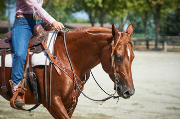 Quarter horse portrait at work in a ranch