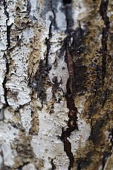 木の幹　表面　表皮　木の皮　クローズアップ　