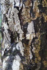 木の幹　表面　表皮　木の皮　クローズアップ　