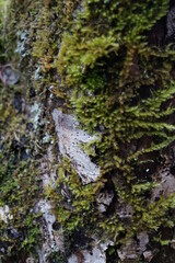 マクロ　接写　コケ　苔　クローズアップ　