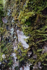 マクロ　接写　コケ　苔　クローズアップ　