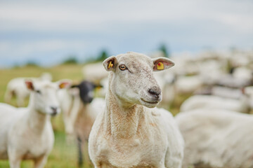 Can I help you with something. Shot of a herd of sheep grazing on a field while looking in one direction outside on a farm.