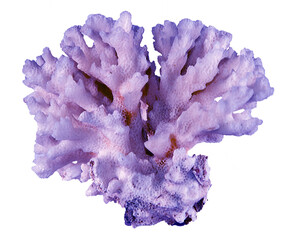 Coral isolated on white background © Dmitry