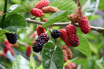 Fresh and organic mulberry fruits