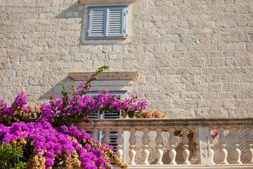Branch of pink bougainvillea on the balcony of mediterranean house. Blooming red flowers on  the sone wall background