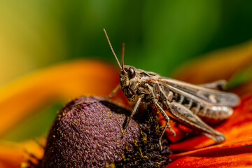 grasshopper resting on rudbeckia flower in garden - obrazy, fototapety, plakaty