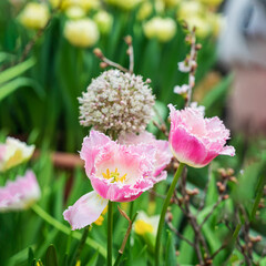 Beautiful scenic tulips, spring flowers, spring sunny day