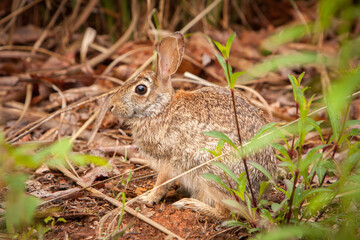 Naklejka na ściany i meble Cottontail brown bunny rabbit hiding behind plants and brush