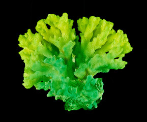 coral isolated on black background