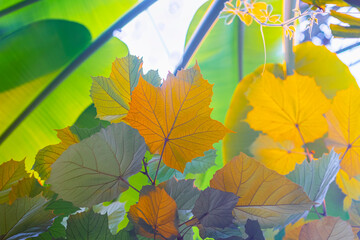 Tropical tree branches, sunlight, foliage, fresh exotic background. Natural green bright leaf