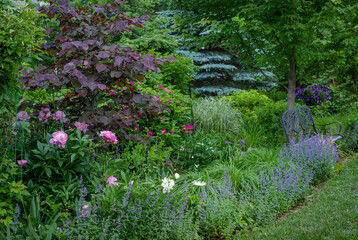 A symphony of vivid spring color: reddish colored Forest pansy Eastern redbud With heart shaped leaves is the focal point of this beautiful backyard along with pink  peonies and blue catmint. 