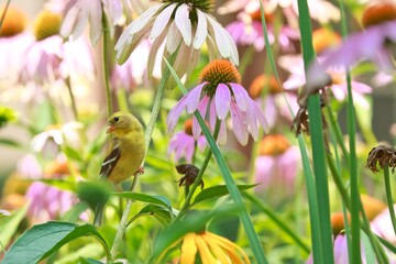 American goldfinch bird perching on a flower eating seeds.