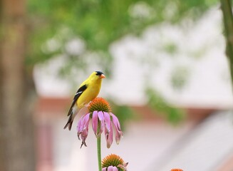 American goldfinch bird perching on a flower eating seeds.