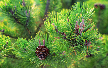 Fir branches with cones. Christmas background. Green fir tree.